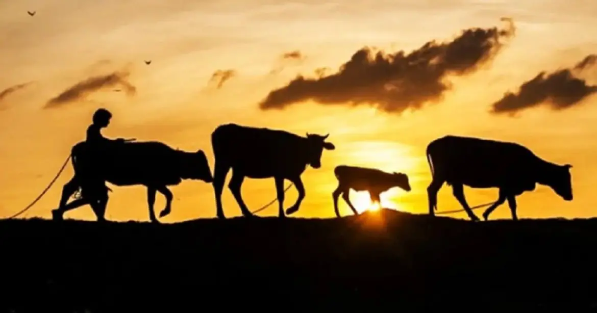 মেহেরপুরে গাংনীর ভাটপাড়া গ্রামে ৩টি গরু চুরি